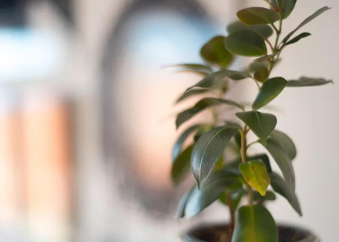 Apartment Casa Monica Sauzal